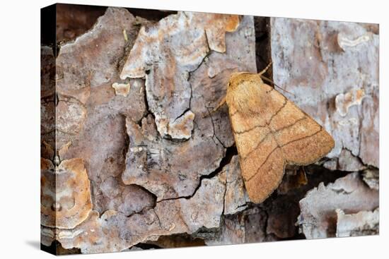 Treble lines moth on bark, Wye Valley, Wales-Chris Mattison-Premier Image Canvas