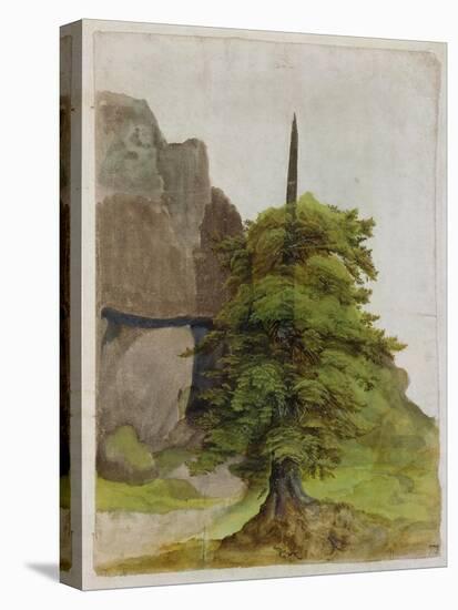 Tree, about 1506-Albrecht Dürer-Premier Image Canvas