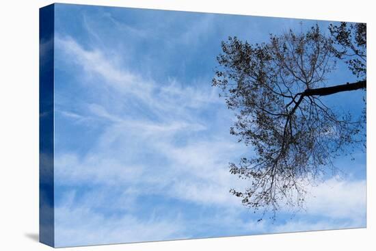 Tree Against a Blue Sky-null-Stretched Canvas