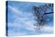 Tree Against a Blue Sky-null-Stretched Canvas