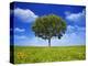 Tree Against Blue Sky-Lew Robertson-Premier Image Canvas