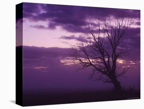 Tree, Alexandra, Central Otago, South Island, New Zealand, Pacific-Jochen Schlenker-Premier Image Canvas