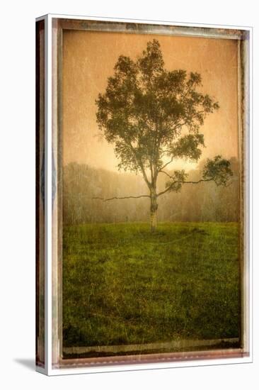 Tree Alone-Craig Satterlee-Premier Image Canvas