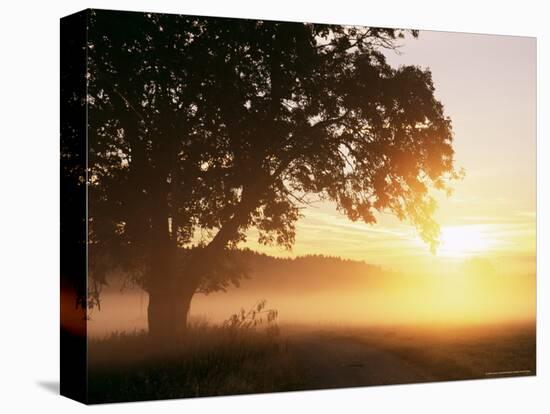 Tree and Morning Fog, Bavaria, Germany, Europe-Jochen Schlenker-Premier Image Canvas