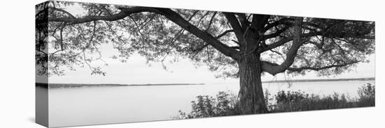 Tree at the Lakeside, Wisconsin, USA-null-Stretched Canvas