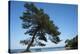 Tree At The Sea-István Nagy-Premier Image Canvas