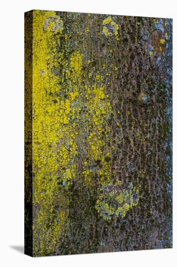 Tree Bark with Moss and Lichen-Anna Miller-Premier Image Canvas