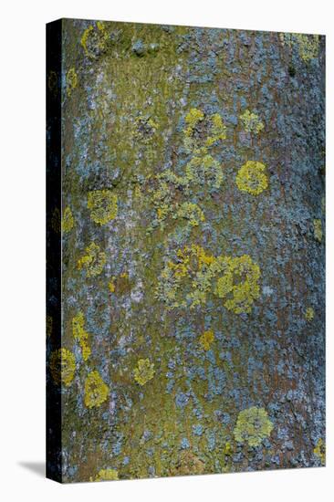 Tree Bark with Moss and Lichen-Anna Miller-Premier Image Canvas