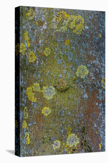 Tree Bark with Moss and Lichen-Anna Miller-Premier Image Canvas