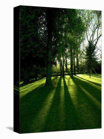 Tree Casting Shadows on Bright Green Grass Lawn-Richard Powers-Premier Image Canvas