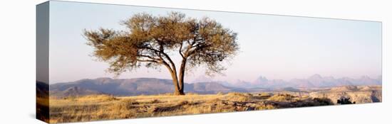 Tree, Debre Damo, Ethiopia, Africa-null-Premier Image Canvas