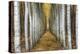 Tree Farm-Michael Cahill-Stretched Canvas