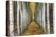 Tree Farm-Michael Cahill-Stretched Canvas