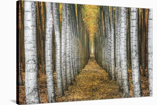 Tree Farm-Michael Cahill-Stretched Canvas