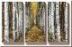 Tree Farm-Michael Cahill-Stretched Canvas