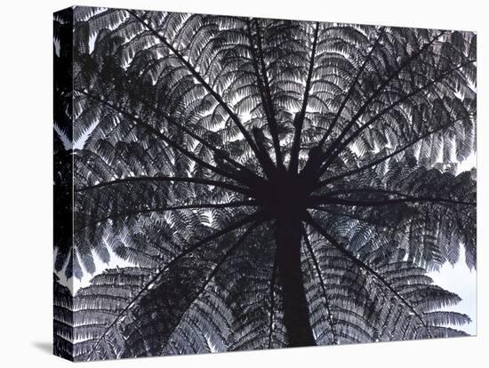 Tree Fern, Cyathea Medullaris, Leaves, from Below, Back Light-Thonig-Premier Image Canvas