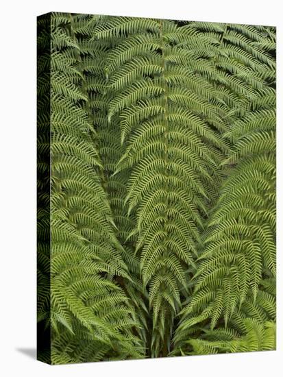 Tree Fern (Dicksonia Antarctica)-Adrian Bicker-Premier Image Canvas