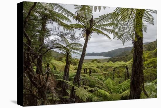 Tree Fern Forest Above the Coast of Abel Tasman NP, New Zealand-James White-Premier Image Canvas