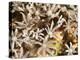 Tree Fern Soft Coral (Clavularia Sp.), Sulawesi, Indonesia, Southeast Asia, Asia-Lisa Collins-Premier Image Canvas