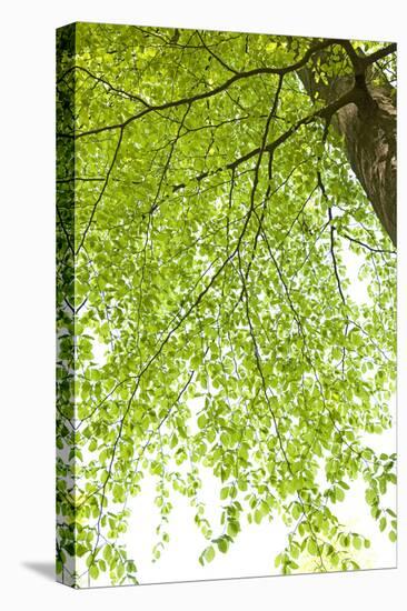 Tree, Forest, Leaves, Plants-Nora Frei-Premier Image Canvas