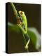 Tree Frog in Costa Rica-Paul Souders-Premier Image Canvas