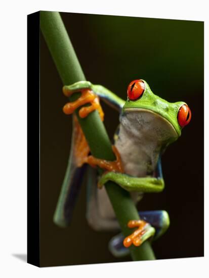 Tree Frog in Costa Rica-Paul Souders-Premier Image Canvas