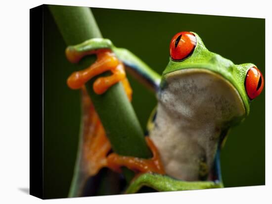 Tree Frog in Costa Rica-Paul Souders-Premier Image Canvas