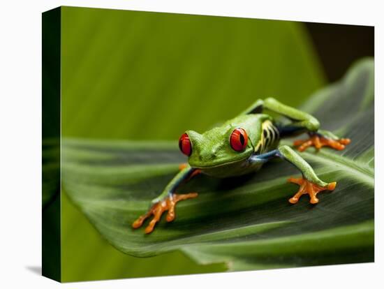 Tree Frog in Costa Rica-Paul Souders-Premier Image Canvas