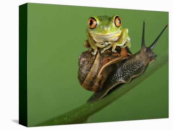 Tree Frog Resting on Snail's Shell-David Aubrey-Premier Image Canvas