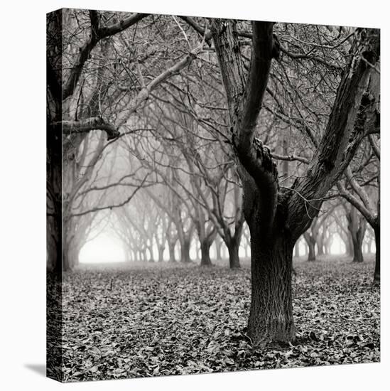 Tree Grove BW Sq I-Erin Berzel-Premier Image Canvas