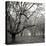 Tree Grove BW Sq II-Erin Berzel-Premier Image Canvas