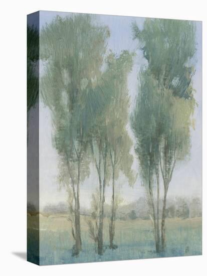 Tree Grove II-Tim OToole-Stretched Canvas