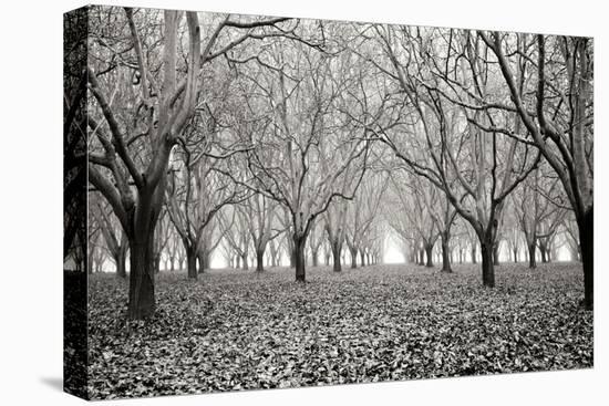 Tree Grove Pano BW I-Erin Berzel-Premier Image Canvas