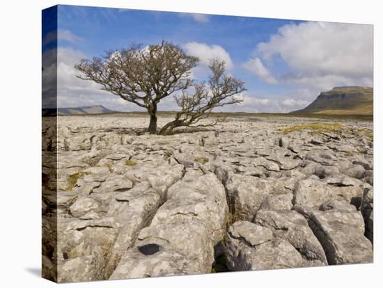 Tree Growing Through Limestone, Ingleton, Yorkshire Dales National Park, England, United Kingdom-Neale Clark-Premier Image Canvas