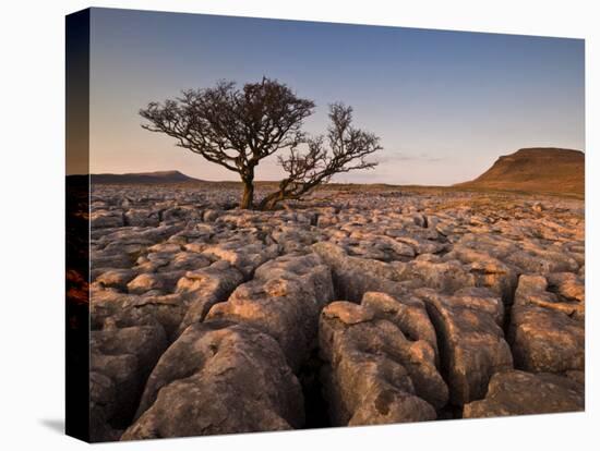 Tree Growing Through the Limestone at Sunset, Ingleton, Yorkshire Dales National Park, England-Neale Clark-Premier Image Canvas