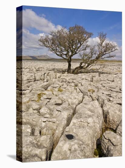 Tree Growing Through the Limestone, Yorkshire Dales National Park, Yorkshire, England-Neale Clark-Premier Image Canvas