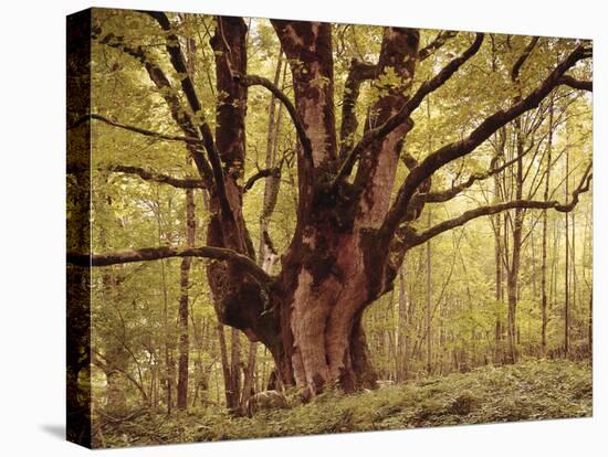 Tree, Harewood, Old, Huge-Thonig-Premier Image Canvas