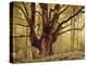 Tree, Harewood, Old, Huge-Thonig-Premier Image Canvas