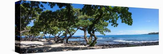 Tree Heliotrope on Beach, Kukio Bay, Kailua Kona, Hawaii, USA-null-Premier Image Canvas