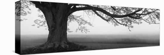 Tree in a Farm, Knox Farm State Park, East Aurora, New York State, USA-null-Stretched Canvas