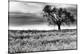 Tree in a Field, Severville, Tennessee-null-Stretched Canvas