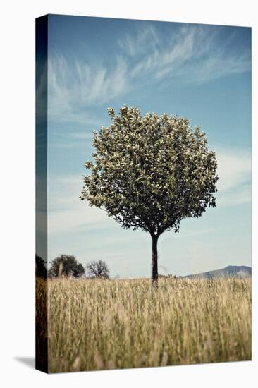 Tree in an Unmown Field with a Hill in the Background in Southern Burgenland, Austria-Rainer Schoditsch-Premier Image Canvas