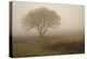 Tree in Field-David Winston-Stretched Canvas