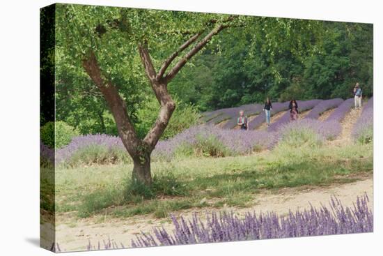 Tree in Lavender Field, in the Grounds of Abbaye Senanque, Provence, France, 1999-Trevor Neal-Premier Image Canvas