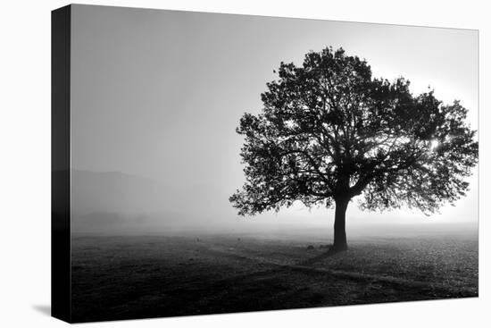 Tree in Mist-null-Premier Image Canvas