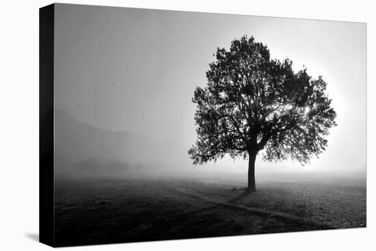 Tree in Mist-PhotoINC Studio-Stretched Canvas