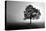Tree in Mist-PhotoINC Studio-Stretched Canvas
