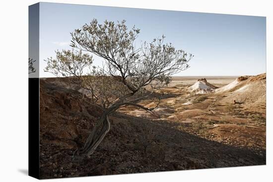 Tree in scenery with Coober Pedy, outback Australia-Rasmus Kaessmann-Premier Image Canvas