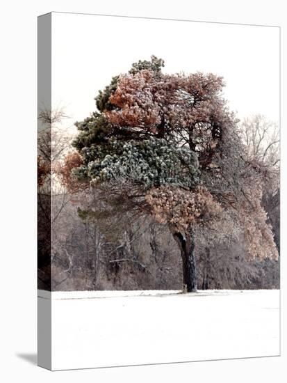 Tree in Snow I-Tammy Putman-Premier Image Canvas