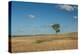 Tree in the Flint Hills of Kansas-Michael Scheufler-Premier Image Canvas